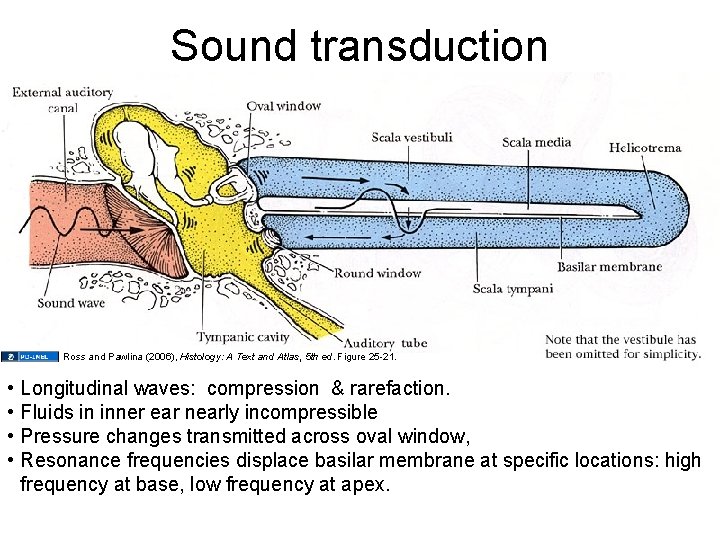 Sound transduction Ross and Pawlina (2006), Histology: A Text and Atlas, 5 th ed.