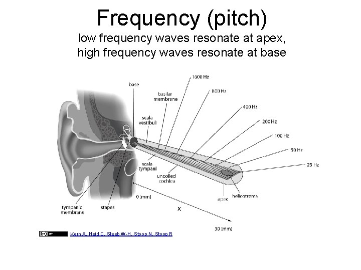 Frequency (pitch) low frequency waves resonate at apex, high frequency waves resonate at base