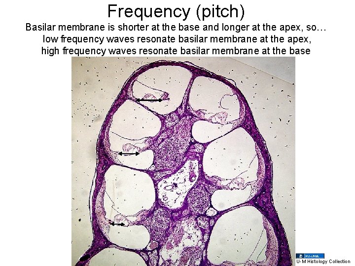 Frequency (pitch) Basilar membrane is shorter at the base and longer at the apex,