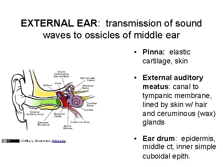 EXTERNAL EAR: transmission of sound waves to ossicles of middle ear • Pinna: elastic