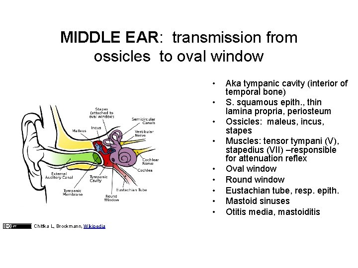 MIDDLE EAR: transmission from ossicles to oval window • • • Chittka L, Brockmann,