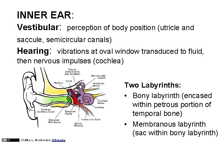 INNER EAR: Vestibular: perception of body position (utricle and saccule, semicircular canals) Hearing: vibrations