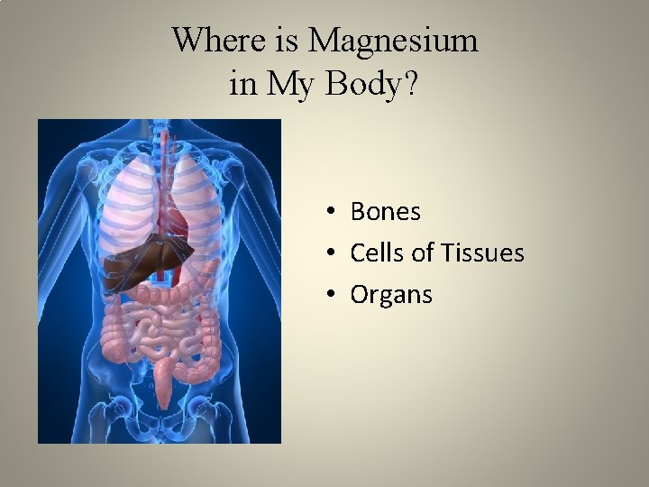 Where is Magnesium in My Body? • Bones • Cells of Tissues • Organs