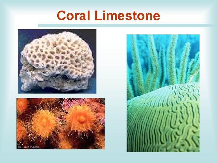 Coral Limestone 