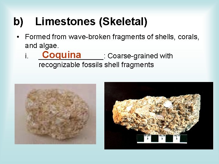 b) Limestones (Skeletal) • Formed from wave-broken fragments of shells, corals, and algae. Coquina