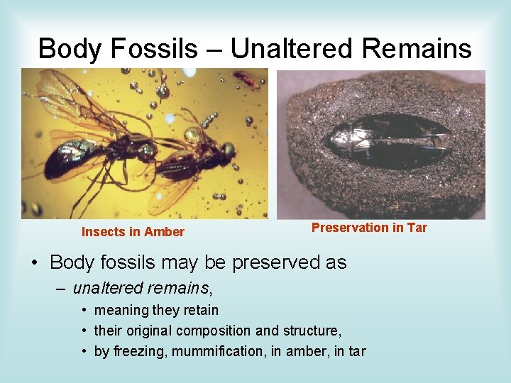 Body Fossils – Unaltered Remains Insects in Amber Preservation in Tar • Body fossils