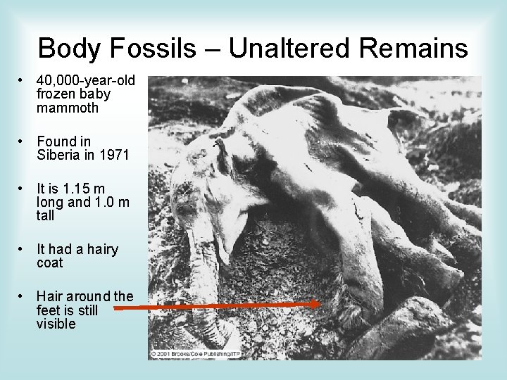 Body Fossils – Unaltered Remains • 40, 000 -year-old frozen baby mammoth • Found