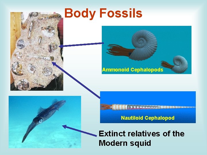 Body Fossils Ammonoid Cephalopods Nautiloid Cephalopod Extinct relatives of the Modern squid 