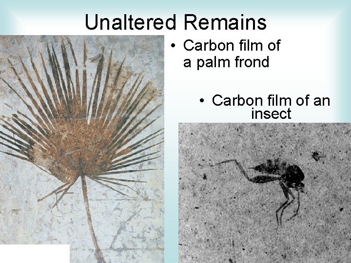 Unaltered Remains • Carbon film of a palm frond • Carbon film of an