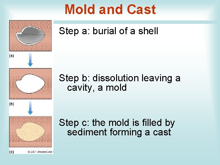 Mold and Cast Step a: burial of a shell Step b: dissolution leaving a