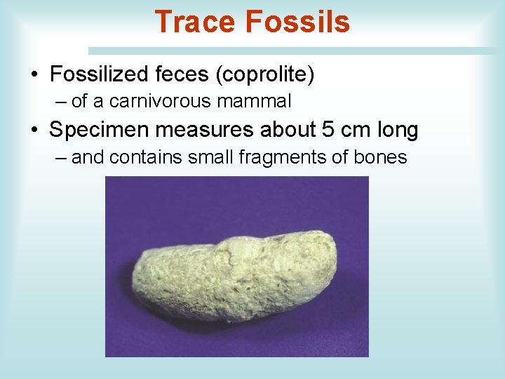 Trace Fossils • Fossilized feces (coprolite) – of a carnivorous mammal • Specimen measures