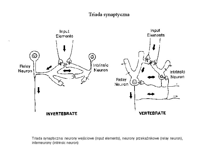 Triada synaptyczna: neurony wejściowe (input elements), neurony przekaźnikowe (relay neuron), interneurony (intrinsic neuron) Triada synaptyczna: neurony wejściowe (input elements), neurony przekaźnikowe (relay neuron), interneurony (intrinsic neuron)