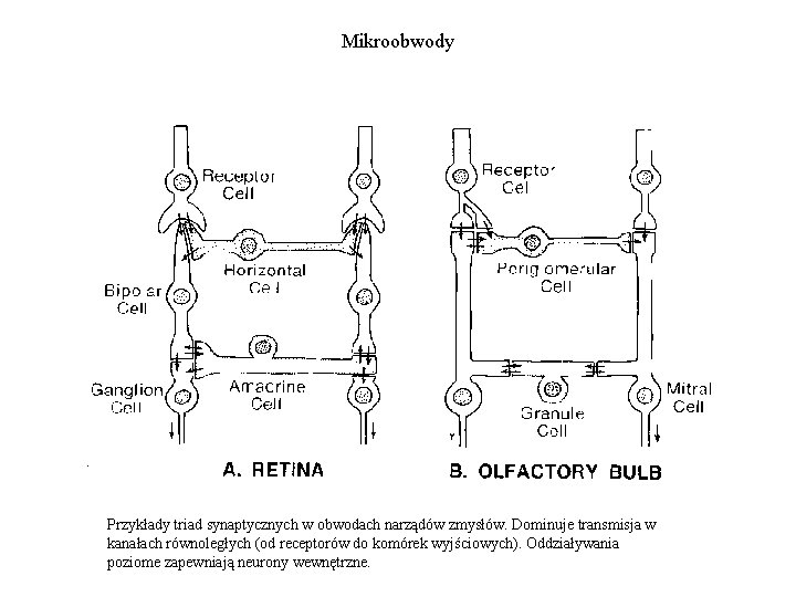 Mikroobwody Przykłady triad synaptycznych w obwodach narządów zmysłów. Dominuje transmisja w kanałach równoległych (od