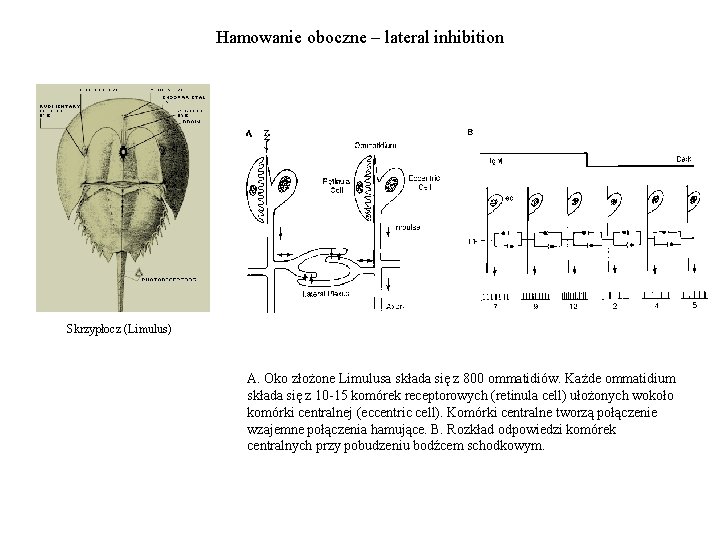 Hamowanie oboczne – lateral inhibition Skrzypłocz (Limulus) A. Oko złożone Limulusa składa się z