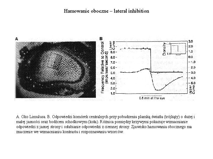 Hamowanie oboczne – lateral inhibition A. Oko Limulusa. B. Odpowiedzi komórek centralnych przy pobudzeniu