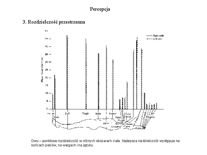 Percepcja 3. Rozdzielczość przestrzenna Dwu – punktowa rozdzielczość w różnych obszarach ciała. Najlepsza rozdzielczość