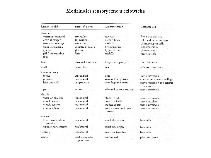 Modalności sensoryczne u człowieka 