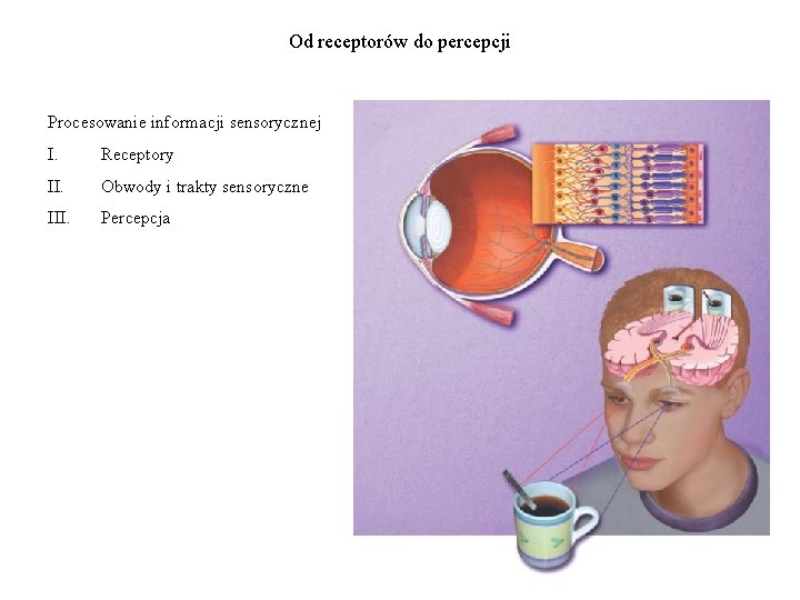 Od receptorów do percepcji Procesowanie informacji sensorycznej I. Receptory II. Obwody i trakty sensoryczne Od receptorów do percepcji Procesowanie informacji sensorycznej I. Receptory II. Obwody i trakty sensoryczne