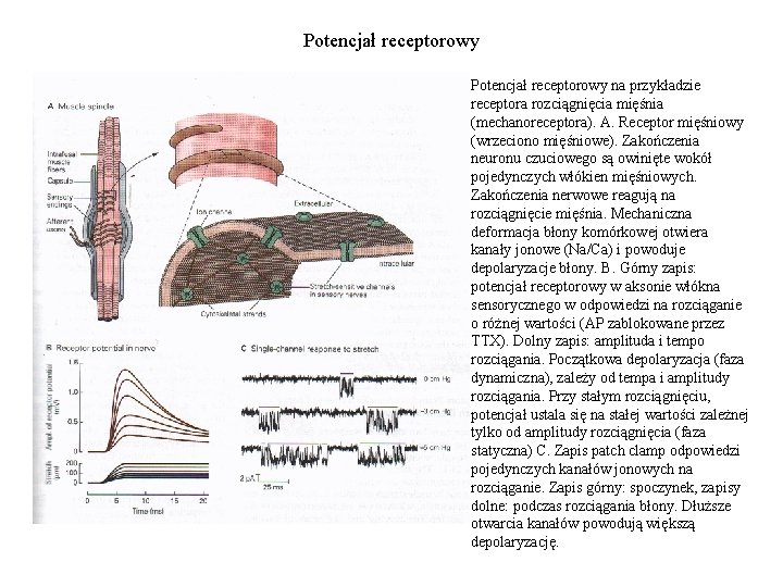 Potencjał receptorowy na przykładzie receptora rozciągnięcia mięśnia (mechanoreceptora). A. Receptor mięśniowy (wrzeciono mięśniowe). Zakończenia