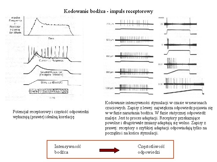 Kodowanie bodźca - impuls receptorowy Potencjał receptorowy i częstość odpowiedzi wykazują (prawie) idealną korelację. Kodowanie bodźca - impuls receptorowy Potencjał receptorowy i częstość odpowiedzi wykazują (prawie) idealną korelację.