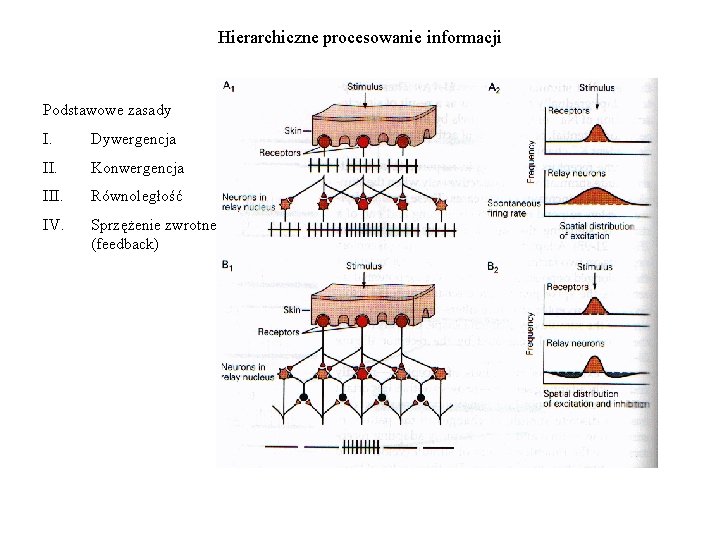 Hierarchiczne procesowanie informacji Podstawowe zasady I. Dywergencja II. Konwergencja III. Równoległość IV. Sprzężenie zwrotne