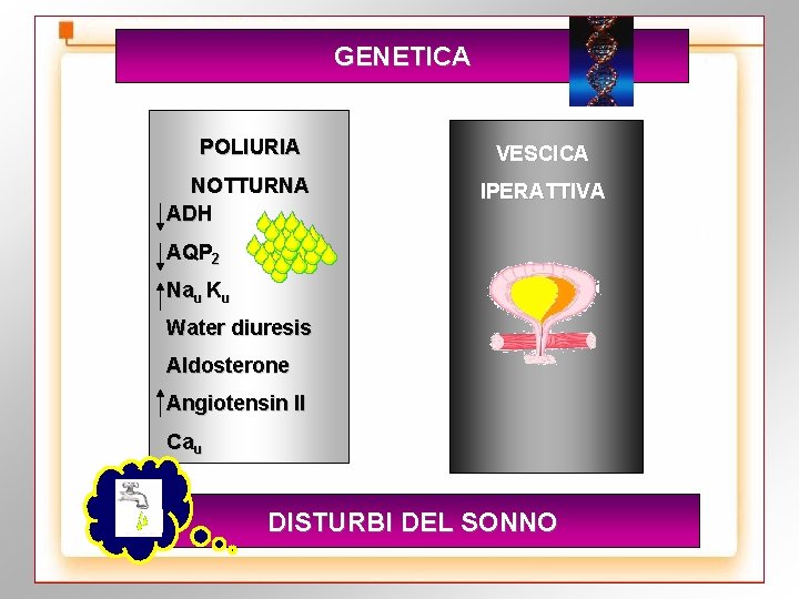 GENETICA POLIURIA NOTTURNA ADH VESCICA IPERATTIVA AQP 2 Nau Ku Water diuresis Aldosterone Angiotensin