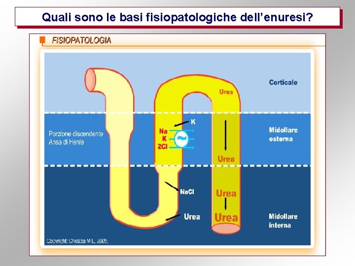 Quali sono le basi fisiopatologiche dell’enuresi? 