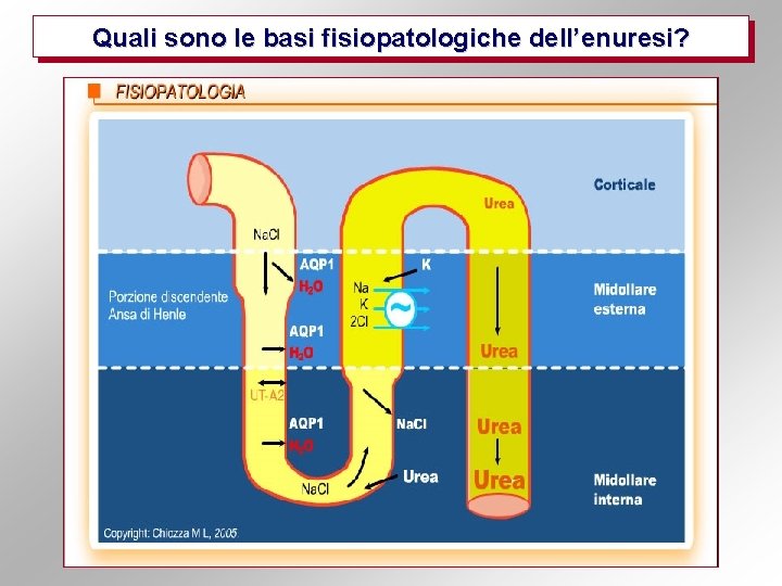 Quali sono le basi fisiopatologiche dell’enuresi? 