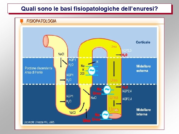 Quali sono le basi fisiopatologiche dell’enuresi? 