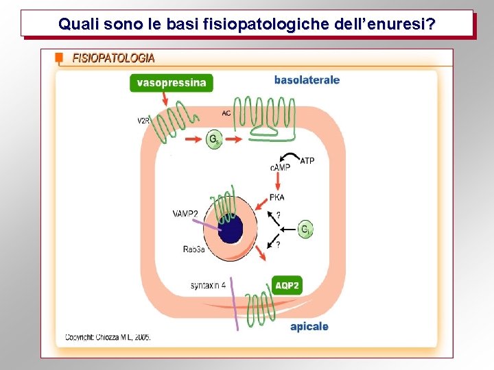 Quali sono le basi fisiopatologiche dell’enuresi? 