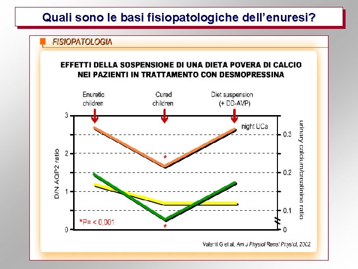 Quali sono le basi fisiopatologiche dell’enuresi? 