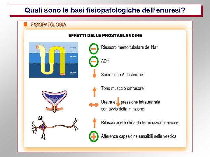 Quali sono le basi fisiopatologiche dell’enuresi? 