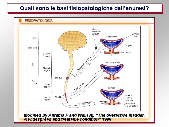 Quali sono le basi fisiopatologiche dell’enuresi? Modified by Abrams P and Wein Aj. “The