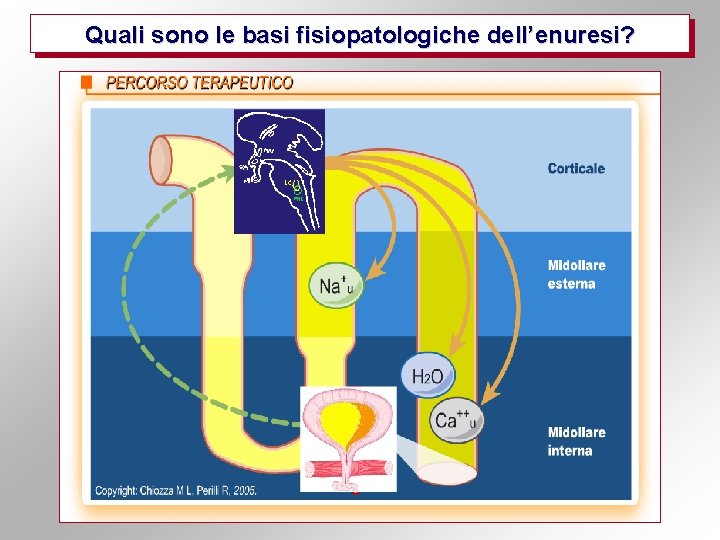 Quali sono le basi fisiopatologiche dell’enuresi? 