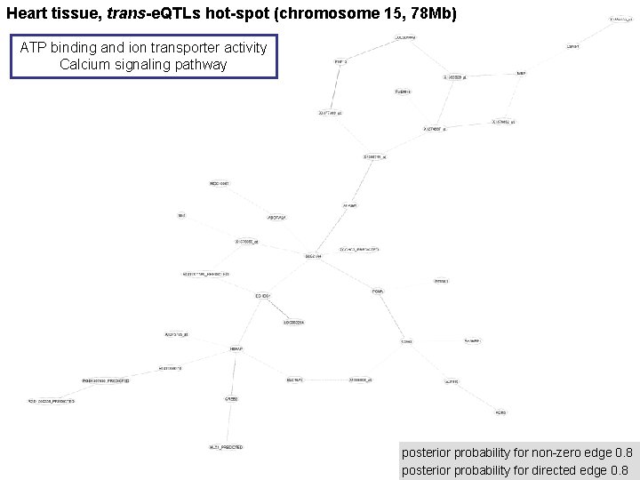 Heart tissue, trans-e. QTLs hot-spot (chromosome 15, 78 Mb) ATP binding and ion transporter