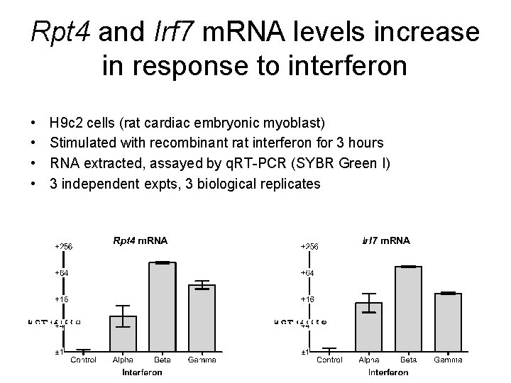 Rpt 4 and Irf 7 m. RNA levels increase in response to interferon •