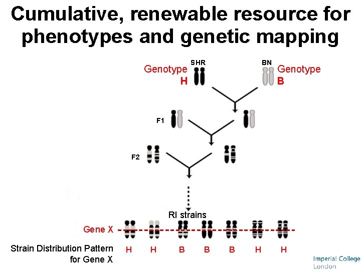 Cumulative, renewable resource for phenotypes and genetic mapping Genotype H SHR BN Genotype B