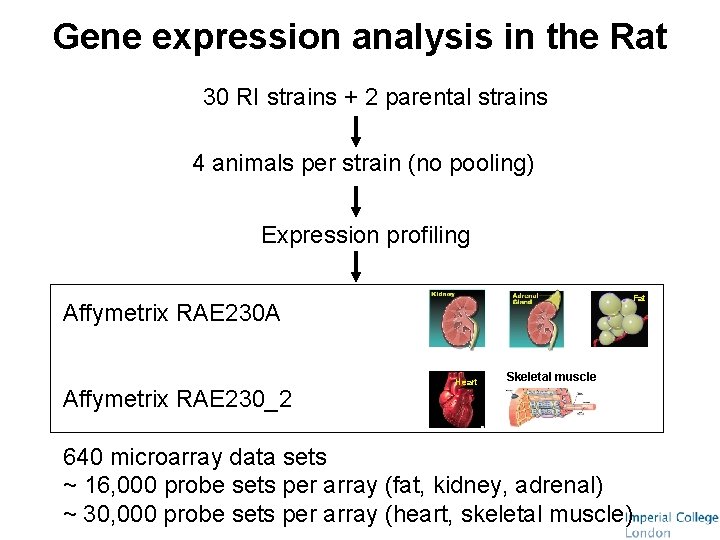 Gene expression analysis in the Rat 30 RI strains + 2 parental strains 4