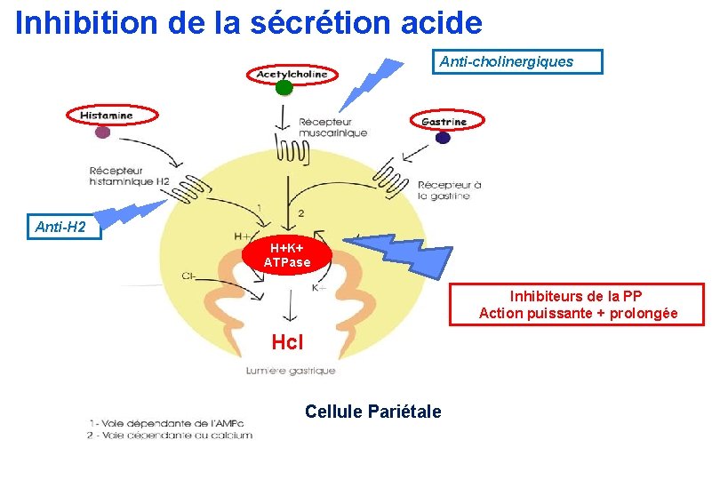 Inhibition de la sécrétion acide Anti-cholinergiques Anti-H 2 H+K+ ATPase Inhibiteurs de la PP