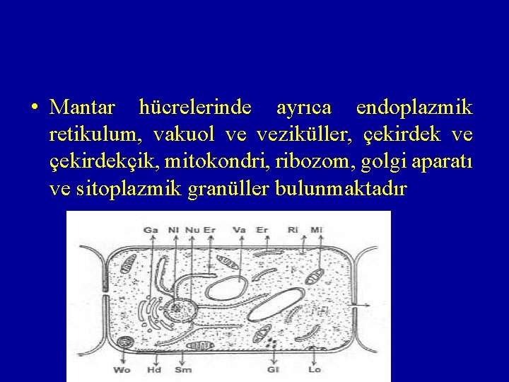  • Mantar hücrelerinde ayrıca endoplazmik retikulum, vakuol ve veziküller, çekirdek ve çekirdekçik, mitokondri,