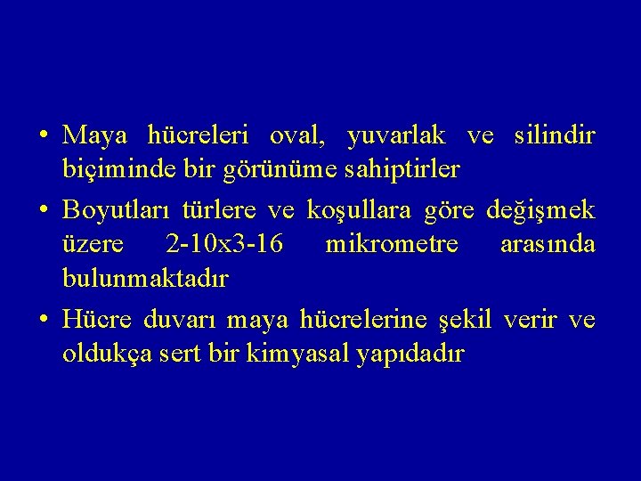  • Maya hücreleri oval, yuvarlak ve silindir biçiminde bir görünüme sahiptirler • Boyutları