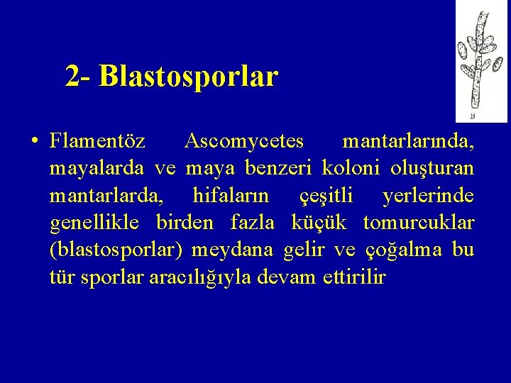 2 - Blastosporlar • Flamentöz Ascomycetes mantarlarında, mayalarda ve maya benzeri koloni oluşturan mantarlarda,