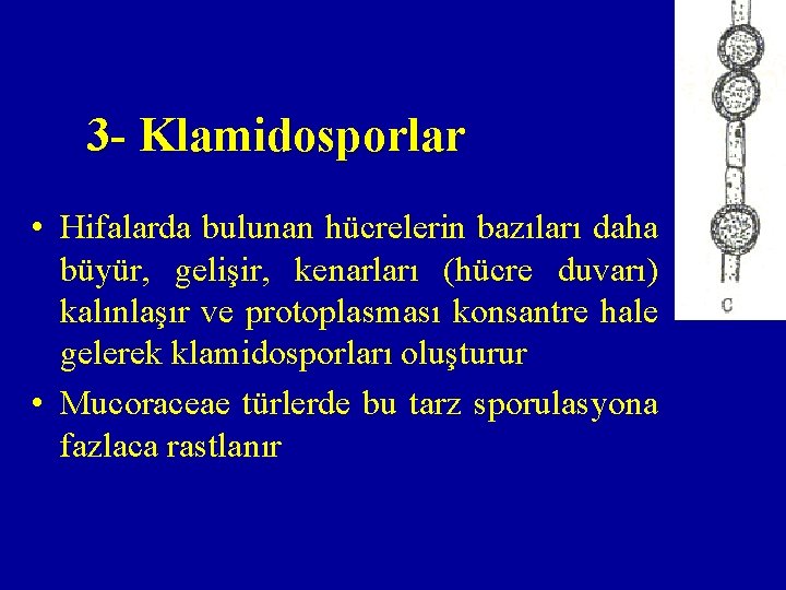 3 - Klamidosporlar • Hifalarda bulunan hücrelerin bazıları daha büyür, gelişir, kenarları (hücre duvarı)