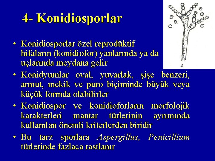 4 - Konidiosporlar • Konidiosporlar özel reprodüktif hifaların (konidiofor) yanlarında ya da uçlarında meydana