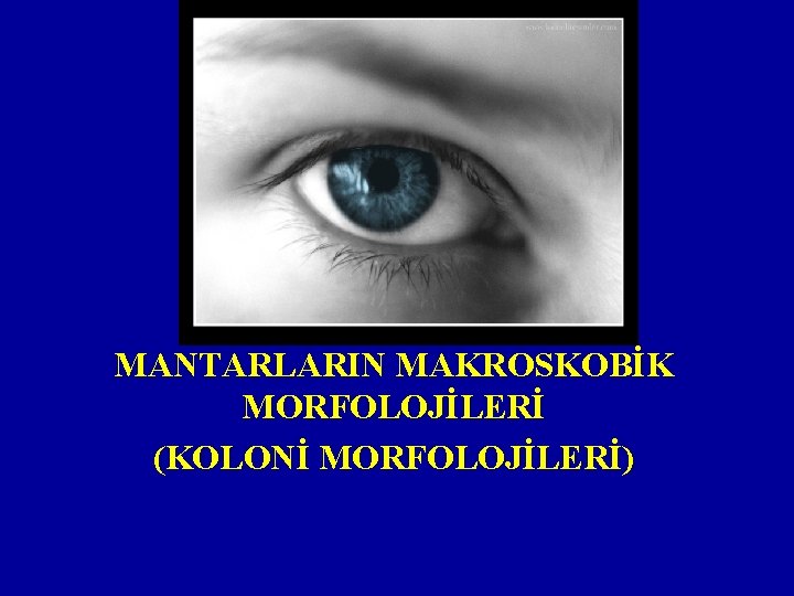 MANTARLARIN MAKROSKOBİK MORFOLOJİLERİ (KOLONİ MORFOLOJİLERİ) 