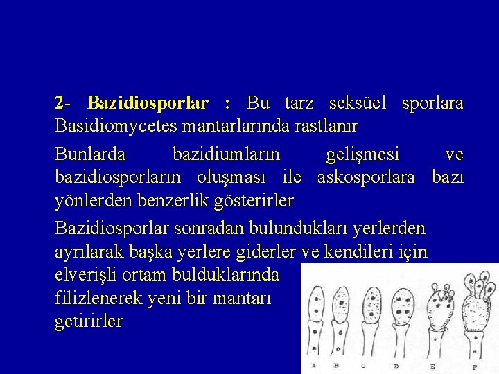 2 - Bazidiosporlar : Bu tarz seksüel sporlara Basidiomycetes mantarlarında rastlanır Bunlarda bazidiumların gelişmesi