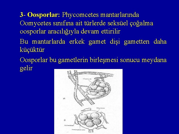 3 - Oosporlar: Phycomcetes mantarlarında Oomycetes sınıfına ait türlerde seksüel çoğalma oosporlar aracılığıyla devam