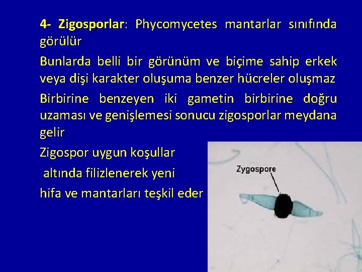 4 - Zigosporlar: Zigosporlar Phycomycetes mantarlar sınıfında görülür Bunlarda belli bir görünüm ve biçime