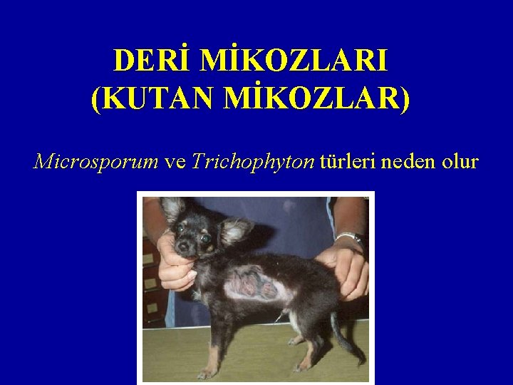 DERİ MİKOZLARI (KUTAN MİKOZLAR) Microsporum ve Trichophyton türleri neden olur 