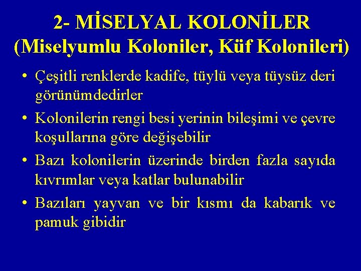 2 - MİSELYAL KOLONİLER (Miselyumlu Koloniler, Küf Kolonileri) • Çeşitli renklerde kadife, tüylü veya